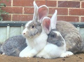 CONTINENTAL GIANT BABIES - AVAILABLE TO RESERVE