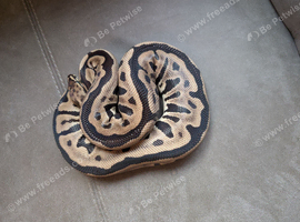 Spotnose leopard het clown