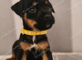 Parson russell x border terrier