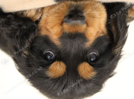 Show cocker spaniels