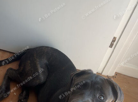 Cane corso cross presa canario