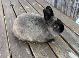 Pure netherland dwarf buck