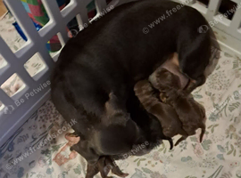 Ready to leave now miniature smooth coat dachshund