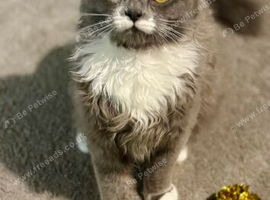 Blue needs new home