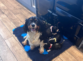 Gorgeous Cavalier Puppies