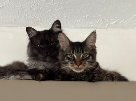 Maine coons