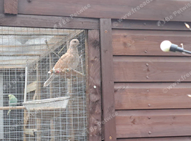 Dimond dove 2x pairs