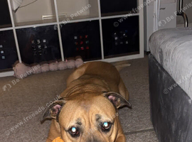 Boxer x mastiff