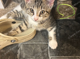 2 kittens looking for their forever home