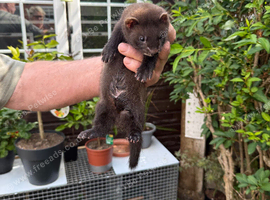Eu ferrets