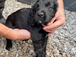 Adorable cocker spaniel puppies