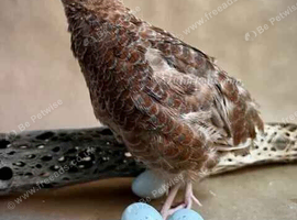 Celedon Quail - Blue egg layers