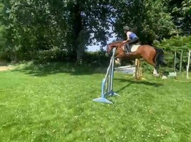 Apple jack beautiful welsh section c