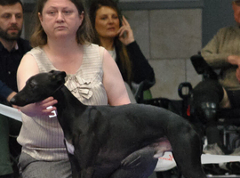 Nelson ..Sporting Whippet