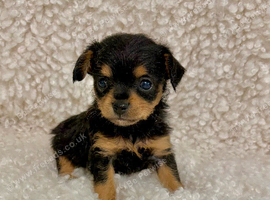 Chihuahua x Toy Poodle pups