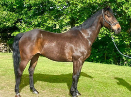 16.1hh | 18-Year-Old Gelding | The Ultimate Gentleman Looking for His Forever Home