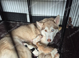 Last little boy siberian huskie puppy
