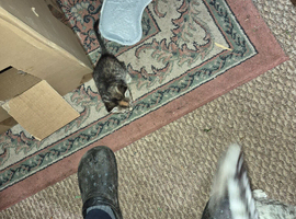 Kitten for sale