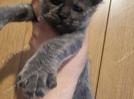 Maine coon polydactyl kittens