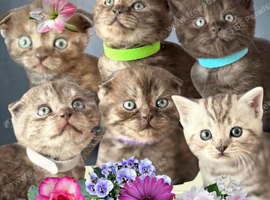 REDUCED PRICE Pedigree Scottish Fold/Straight Kittens