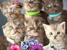 6 Pedigree Scottish Fold/Straight Kittens
