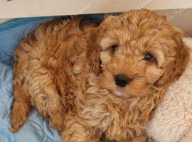 Gorgeous Cockapoo Puppies looking for their forever home - Cheltenham in Cheltenham