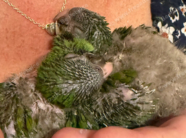 2x hand reared silly tame  Hahns macaw!!