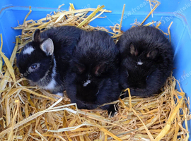 Netherland dwarf rabbits