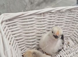 Columbian Pekin Bantam chicks