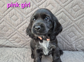 Gorgeous show cocker spaniel puppies