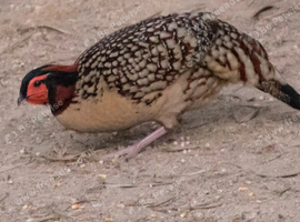 Cabot tragopan pheasant for sale