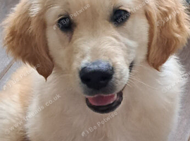 Golden retriever  boy