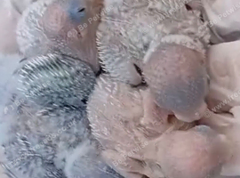 Hand reared baby budgies