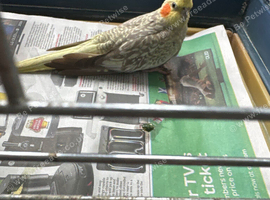 Hi for sale my cockatiel hen pearl with big cage and accessories