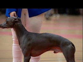 Kc registered whippet stud