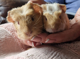 Baby Boys Looking for Their Forever Homes