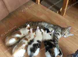 Kittens half bengal