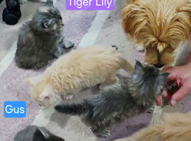 6 stunning Mainecoon babies