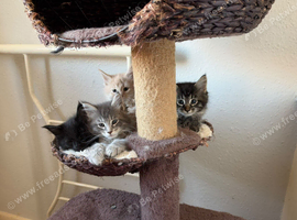 3 Gorgeous Maine coons