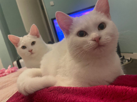 2 female kittens