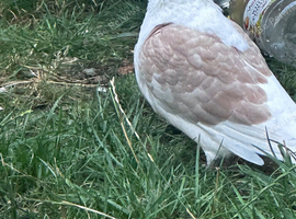5 pigeons for sale