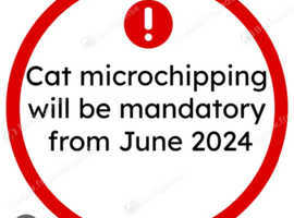 Little Gems K9 Services - microchipping