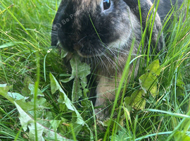 Male rabbit