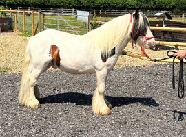 Mini Cob