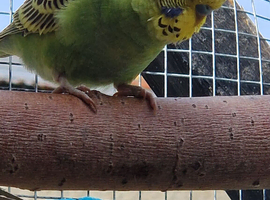 Budgies available 8 weeks old