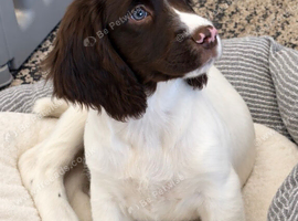 Exceptional English springer spaniel pups