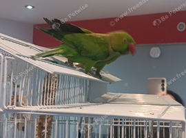 Ringed neck parakeet