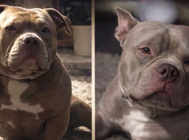 American pocket bully pups