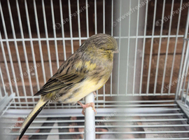Canary