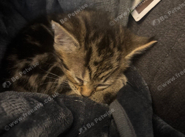 Kittens
